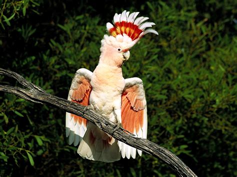 onlyfans.com/mesaraxo leak