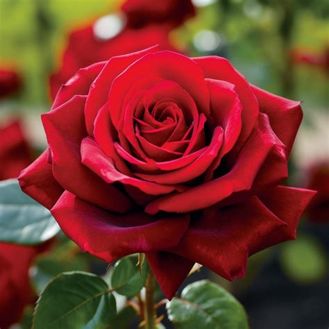 rose rose onlyfans